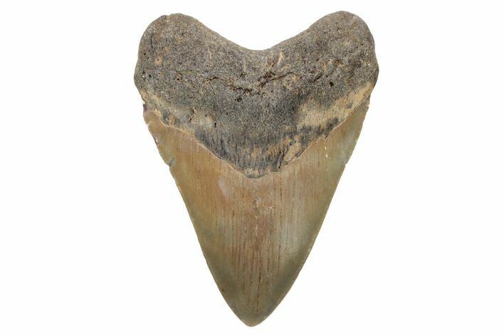 Fossil Megalodon Tooth - North Carolina #221886